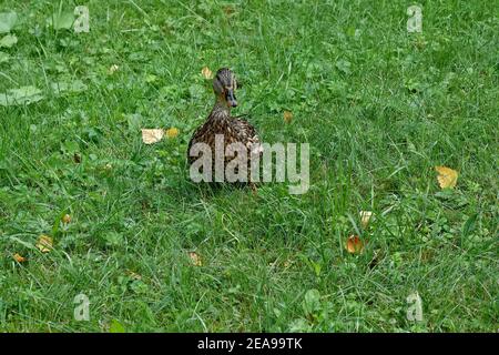 Porträt einer Ente, die auf einer Wiese auf einem Hintergrund aus grünem Gras läuft. Stockfoto