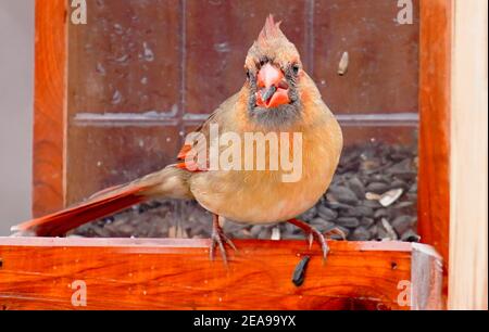 Männchen Northern Cardinal posiert auf einem hölzernen Vogelfutterhäuschen Stockfoto