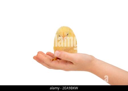 Kleines gelbes, schläfriges Küken sitzt in einer Kinderhand isoliert Auf weißem Hintergrund Stockfoto
