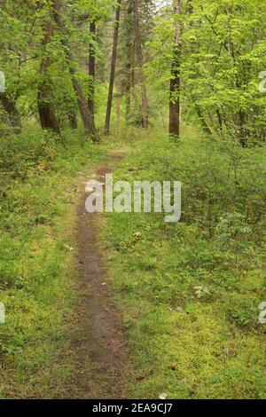 Spring Forest Trail Stockfoto