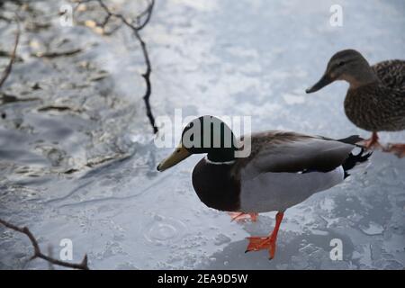 Enten, die in der Wintersaison auf einem gefrorenen See wandern. Wilde Enten auf Eis Stockfoto