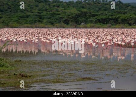 Flamingos im Lake Nakuru in Kenia Stockfoto