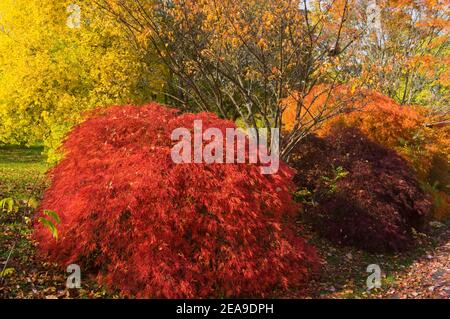 Europa, Deutschland, Hessen, Marburg, Botanischer Garten der Philipps-Universität an der Lahn, roter Ahorn (Acer palmatum ornatum) im Herbstlaub Stockfoto
