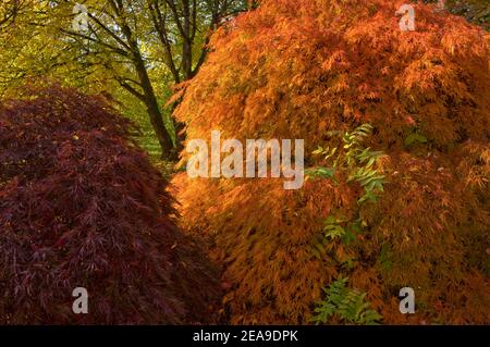 Europa, Deutschland, Hessen, Marburg, Botanischer Garten der Philipps-Universität an der Lahn, roter Ahorn (Acer palmatum ornatum) im Herbstlaub Stockfoto