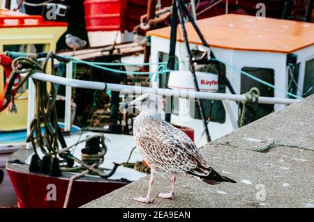 Möwe auf dem Pier. Howth Fishery Harbor. Howth, County Dublin, Irland, Europa Stockfoto