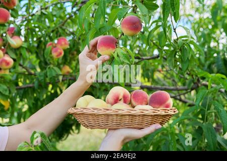 Nahaufnahme der weiblichen Hand, die reife Pfirsiche vom Baum pflückt Korb Stockfoto