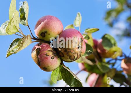 Mit dem Apfelschorf Venturia inaequalis infizierte Früchte. Probleme mit dem Obstgarten Stockfoto