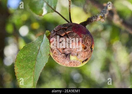 Mit dem Apfelschorf Venturia inaequalis infizierte Früchte. Probleme mit dem Obstgarten Stockfoto