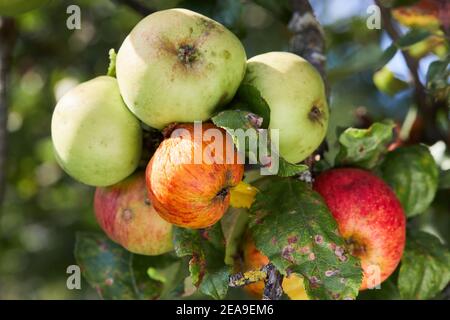 Apfelbaum Früchte und Blätter infiziert durch Alternaria mali desease. Probleme mit dem Obstgarten Stockfoto