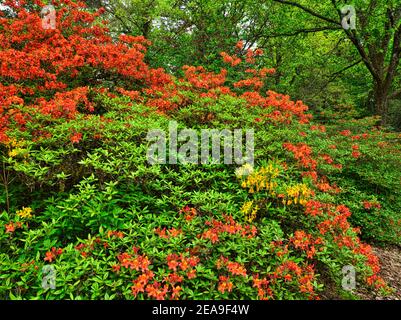 Europa, Deutschland, Hessen, Marburg, Botanischer Garten der  Philipps-Universitt am Lahngebirge, blhende Rhododendren im  Rhododendronwald, Weg Stockfotografie - Alamy