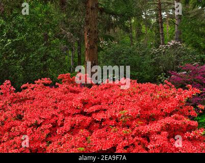 Europa, Deutschland, Hessen, Marburg, Botanischer Garten der  Philipps-Universitt am Lahngebirge, blhende Rhododendren im  Rhododendronwald, Weg Stockfotografie - Alamy