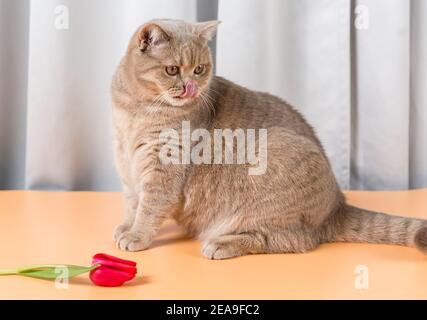 Eine britische Kurzhaar-Katze sitzt neben einer roten Tulpenblume und leckt ihre Lippen. Rosa Zunge Stockfoto