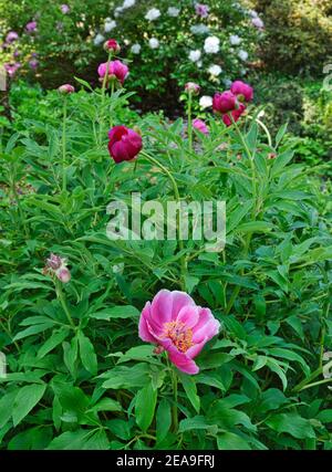 Europa, Deutschland, Hessen, Marburg, Botanischer Garten Der Philipps ...