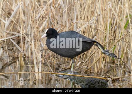 Eurasischer Ruß, Fulica atra, Erwachsene Präung im Schilfbett, Norfolk, England, Vereinigtes Königreich Stockfoto