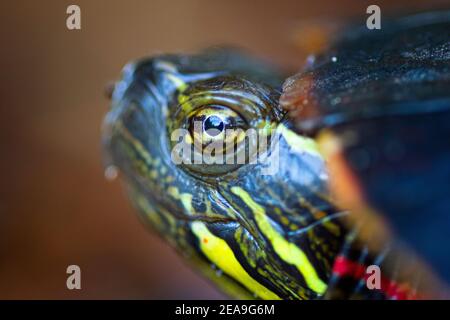 Eine Nahaufnahme einer gemalten Schildkröte an einem Sommermorgen. Es sieht fast so aus, als würde er lächeln. Stockfoto