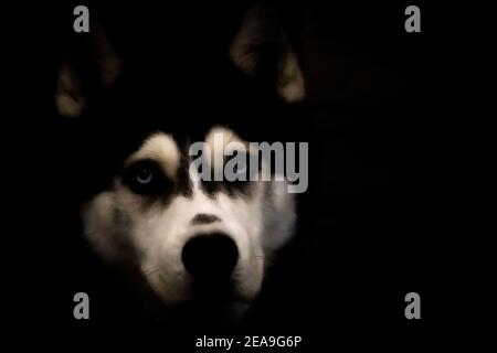 Kopfbild eines Husky Hundes mit sehr dunklem Hintergrund. Das Weiß auf seinem Gesicht und die blauen Augen stechen wirklich hervor. Stockfoto