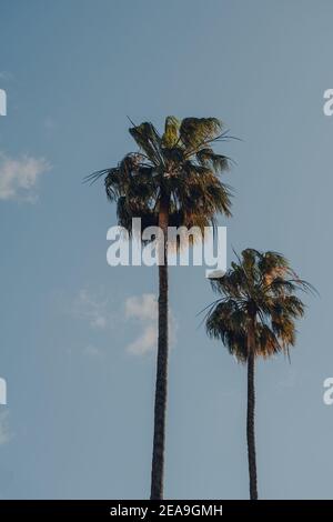 Zwei hohe Palmen gegen blauen Himmel mit wenigen Wolken, an einem sonnigen Tag. Stockfoto
