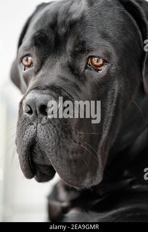 Nahaufnahme Porträt von reinrassigen Hund, schwarzen italienischen Stock corso. Selektiver Fokus. Stockfoto