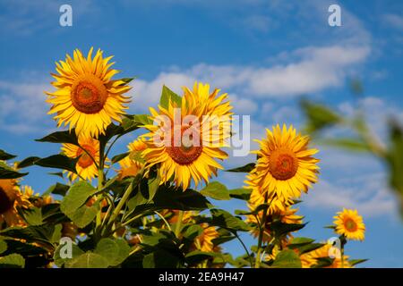 Große, blühende Sonnenblumen an einem blauen Himmel mit weißen Wolken Stockfoto