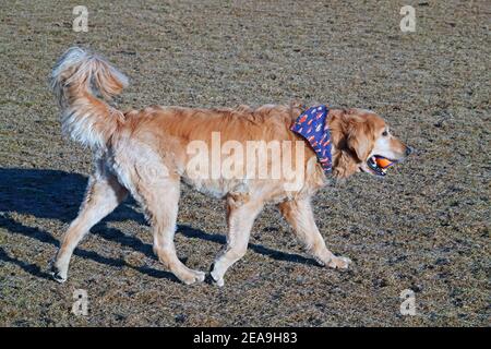 Hunde jagen Bälle und einander in einem Hundepark in Bend, Oregon. Stockfoto