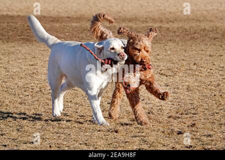 Hunde jagen Bälle und einander in einem Hundepark in Bend, Oregon. Stockfoto