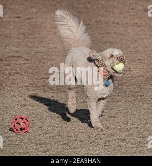 Hunde jagen Bälle und einander in einem Hundepark in Bend, Oregon. Stockfoto