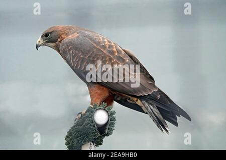 Porträt eines Swainson-Falken, Buteo swainsoni, ein großer Greifvogel, der in den westlichen Staaten gefunden wird. Stockfoto