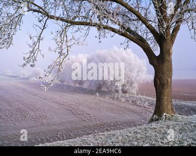 Europa, Deutschland, Hessen, Marburger Land, Raureif im Amöneburg-Becken, Weiden und Ahorn Stockfoto