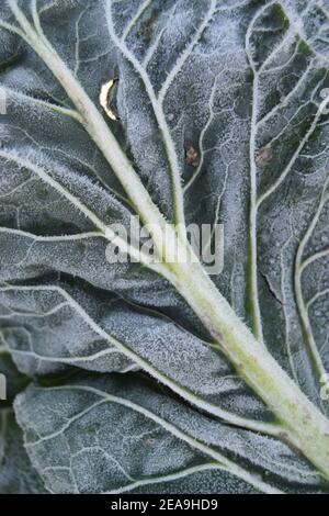 Fraktale Venen im Blatt Stockfoto