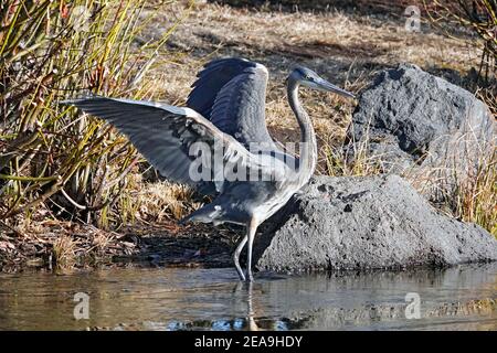 Porträt eines unreifen großen blauen Reihers, Ardea herodias, auf der Suche nach Nahrung am Ufer eines kleinen Sees in Bend, Oregon. Stockfoto