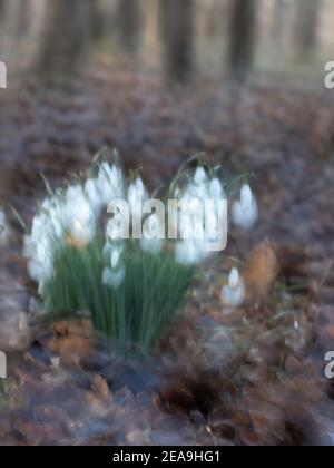 Absichtliche Kamerabewegung Aufnahme eines Schneeglöckchen in einem Dorset-Holz. Stockfoto