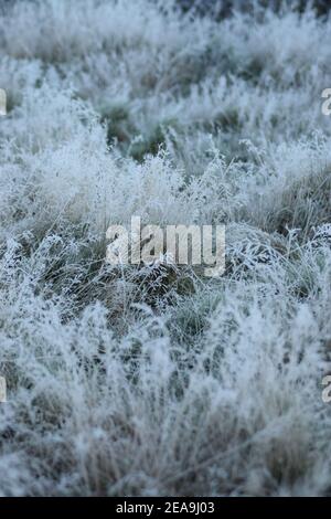 Blasse Wintergräser Stockfoto