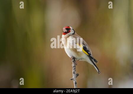 Europäischer Goldfink, Carduelis carduelis, männlich, thront auf einem Zweig in einem Garten. Spanien. Stockfoto