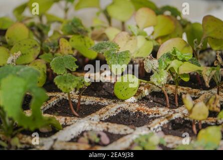 Junge Pflanzen der jährlichen Ehrlichkeit (Lunaria annua) wächst in Saatgutbehälter Stockfoto