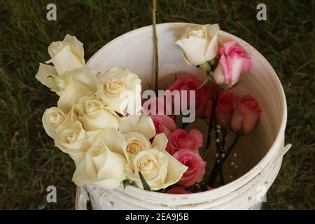 Hochzeit-Rosen Stockfoto