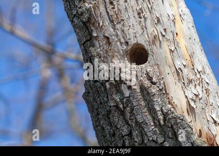 Ein alter Baum mit einer hohlen ausgehöhlten von einem Specht Stockfoto