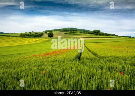 Mohnblumen in einem Weizenfeld in der Auvergne Rhone Alpes, Frankreich Stockfoto