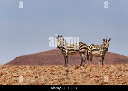 2 Hartmanns Mountain Zebras (Equus Zebra hartmannae) Steh- und Felsgelände. Namib-Wüste, Namibia, Afrika Stockfoto