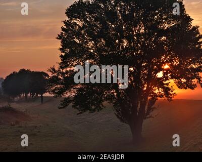 Europa, Deutschland, Hessen, Marburger Land, Sonnenaufgang im Amöneburg-Becken, Ahorn Stockfoto