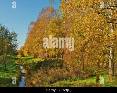 Europa, Deutschland, Hessen, Marburger Land, Birkenallee im Naturschutzgebiet Erlensee bei Kirchhain, Herbst Stockfoto