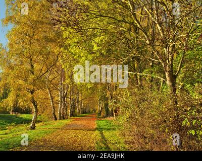 Europa, Deutschland, Hessen, Marburger Land, Birkenallee im Naturschutzgebiet Erlensee bei Kirchhain, Herbst Stockfoto