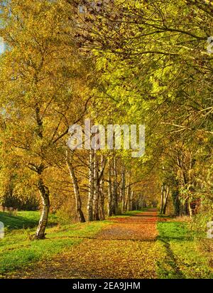 Europa, Deutschland, Hessen, Marburger Land, Birkenallee im Naturschutzgebiet Erlensee bei Kirchhain, Herbst Stockfoto