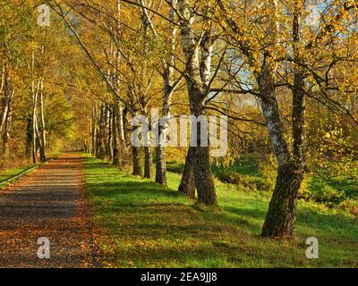 Europa, Deutschland, Hessen, Marburger Land, Birkenallee im Naturschutzgebiet Erlensee bei Kirchhain, Herbst Stockfoto