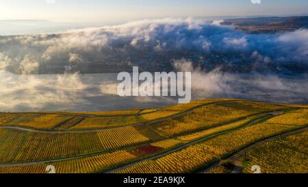 Weinberge im Herbst bei Rüdesheim am Rhein, Oberes Mittelrheintal, Rheintal, Hessen, Deutschland Stockfoto