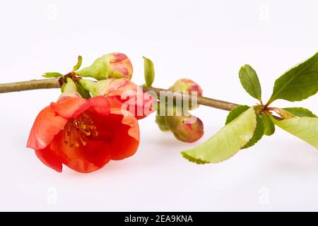 Blühender Zweig des chinesischen Quince (Chaenomeles japonica) isoliert auf weißem Hintergrund, Nahaufnahme Stockfoto