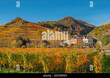 Weinberge bei Mayschoss im Ahrtal im Herbst, Rheinland-Pfalz, Deutschland Stockfoto