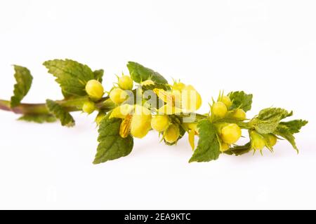 Blühendes gelbes Galeobdolon luteum (Lamium galeobdolon, Erzengel-Pflanze) isoliert auf weißem Hintergrund Stockfoto