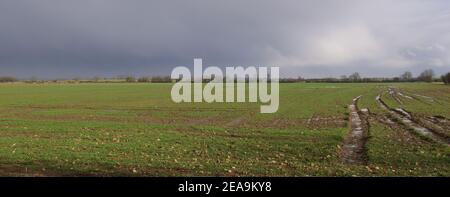 Blick über schlammiges englisches Feld im Winter mit Reifen oder Traktorspuren Stockfoto