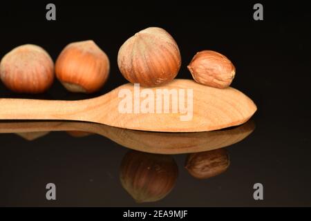 Drei ganze runde reife Bio-Haselnüsse und ein ganzer geschälter Kern, liegen auf einem Holzlöffel, auf schwarzem Hintergrund. Stockfoto