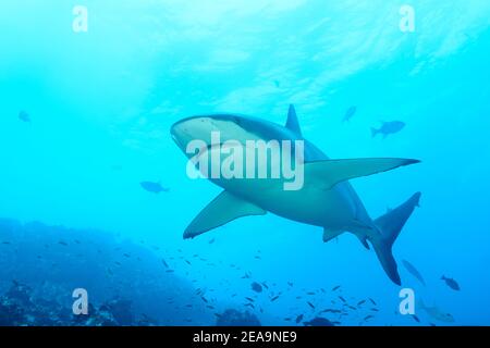 Galapagos Shark (Carcharhinus galapagensis), Cocos Island, Costa Rica, Pazifik, Pazifischer Ozean Stockfoto